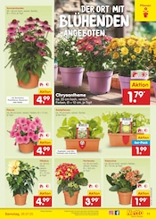 Balkonpflanzen im Netto Marken-Discount Prospekt in Dorsten Aktueller Netto Marken-Discount Prospekt mit Balkonpflanzen, "Aktuelle Angebote", Seite 13