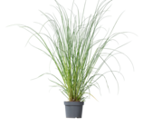 Pampasgras oder Chinasch für 14,99 € bei Blume 2000 im Angebot Pampasgras oder Chinasch im aktuellen Blume 2000 Prospekt