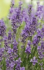 Aktuelle Lavendel Angebote bei OBI in Nürnberg Aktuelles XL Lavendel Angebot bei OBI in Nürnberg ab 5,99 €