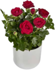 EDEKA Roßdorf - Rosen oder Hochlandrosen Angebot im Prospekt Rosen oder Hochlandrosen bei EDEKA im Roßdorf Prospekt für 4,99 €