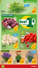 Cherry Angebot & Preis im aktuellen Penny-Markt Prospekt Cherry Angebot im aktuellen Penny-Markt Prospekt auf Seite 3