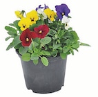 Stiefmütterchen, Hornveilchen o. Hornveileuchen Viola Cornute Trio Angebote bei Zimmermann Lehrte für 0,55 €