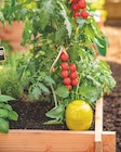 Botanic Villeurbanne - Promo Oyas à planter émaillée Promo Oyas à planter émaillée à 19,99 € dans le catalogue Botanic à Villeurbanne