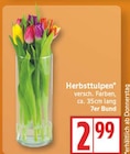 EDEKA Grünheide - Herbsttulpen Angebot im Prospekt Herbsttulpen bei EDEKA im Grünheide Prospekt für 2,99 €