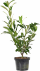 Promo Plantes de haie naturelle à  dans le catalogue Botanic à La Queue-en-Brie