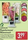 Rispenhortensie oder Blütenstrauch Angebote von GARDENLINE bei ALDI Nord Borken für 3,99 €