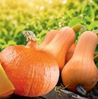Butternut Kürbis im Angebot bei Netto Marken-Discount in Bremen Butternut Kürbis Angebote von HEIMAT bei Netto Marken-Discount Bremen für 0,99 €
