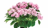 Aktuelles Hortensie 'Floria Pink' Angebot bei Dehner Garten-Center in Chemnitz ab 22,99 €