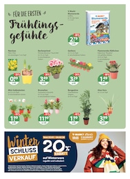 V-Markt Zimmerpflanzen im Prospekt 