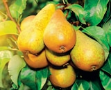 Promo Fruitiers Gobelet INVIVO Nous on sème à 26,99 € dans le catalogue Delbard à Le Porge