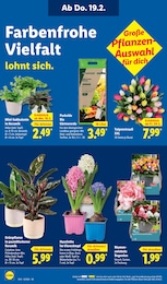 Lidl Grünpflanzen im Prospekt 