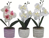 Orchidee Angebote bei Zimmermann Bremerhaven für 2,99 €