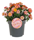 Hagebaumarkt Rostock - Beetrose 'Sugar Candy Rose' Angebot im Prospekt Beetrose 'Sugar Candy Rose' bei Hagebaumarkt im Rostock Prospekt für 17,99 €