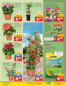 Geranien im aktuellen Netto Marken-Discount Prospekt (Bielefeld) Geranien im Netto Marken-Discount Prospekt "Aktuelle Angebote" mit 62 Seiten (Bielefeld)