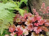 Jardiland Charmeil - Promo Collection d'Heuchères et de Fougères ECLOZ Promo Collection d'Heuchères et de Fougères ECLOZ à 6,99 € dans le catalogue Jardiland à Charmeil
