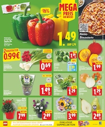 Schnittblumen Angebot & Preis im aktuellen EDEKA Prospekt Schnittblumen Angebot im aktuellen EDEKA Prospekt auf Seite 3