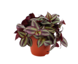 Blumen Ostmann Bremen Prospekt mit  im Angebot für 5,99 €