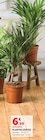 Plantes vertes - Super U à Calais Plantes vertes en promo chez Super U Calais à 6,99 €