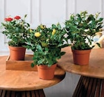 Rosier - Super U à Lille Rosier en promo chez Super U Lille à 2,99 €