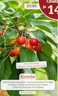 Kirsche Sorte Sunburst im Angebot bei Garten-Center Nordharz GmbH & Co. KG in Peine Kirsche Sorte Sunburst Angebote bei Garten-Center Nordharz GmbH & Co. KG Peine für 14,00 €
