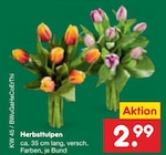 Herbsttulpen im Angebot bei Netto Marken-Discount in Lutherstadt Wittenberg Herbsttulpen Angebote bei Netto Marken-Discount Lutherstadt Wittenberg für 2,99 €