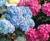 Hortensien (Hydrangea) Angebote bei Globus-Baumarkt Minden für 9,99 €