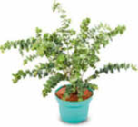 Aktuelle Zimmerpflanzen Angebote bei Netto Marken-Discount in Essen Aktuelles Eukalyptus Angebot bei Netto Marken-Discount in Essen ab 3,49 €