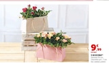 3 rosiers - Super U à Montpellier 3 rosiers en promo chez Super U Montpellier à 9,99 €