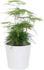 Aktuelle Blumentopf Angebote bei Globus-Baumarkt in Karlsruhe Aktuelles Grünpflanzen Angebot bei Globus-Baumarkt in Karlsruhe ab 5,99 €
