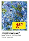 Aktuelles Vergissmeinnicht Angebot bei toom Baumarkt in Rostock ab 1,59 €