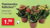 Aktuelle Blumen Angebote bei Zimmermann in Bremen Aktuelles Flammendes Käthchen Angebot bei Zimmermann in Bremen ab 1,99 €