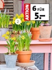 Narzissen bei Blumen Ostmann im Bad Zwischenahn Prospekt für 0,99 €