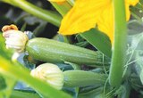 Tomatenpflanzen-Mix oder Gemüsepflanzen-Mix Angebote bei Zimmermann Aurich für 0,69 €