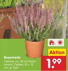 Besenheide im Angebot bei Netto Marken-Discount in Kaiserslautern Besenheide Angebote bei Netto Marken-Discount Kaiserslautern für 1,99 €