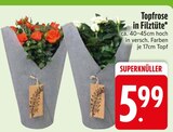 Topfrose im Angebot bei EDEKA in Kempten Topfrose Angebote bei EDEKA Kempten für 5,99 €