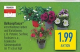 Balkonpflanze von  im aktuellen diska Prospekt für 1,99 €