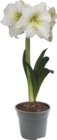 Amaryllis rouge - GARDENLINE dans le catalogue Aldi