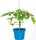veredeltes Vitalgemüse im Angebot bei BayWa Bau- und Gartenmärkte in Würzburg veredeltes Vitalgemüse Angebote von Plantiflor Natur bei BayWa Bau- und Gartenmärkte Würzburg für 5,49 €