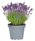Angebot im toom Baumarkt Wollbach Prospekt toom Baumarkt Wollbach Prospekt mit im Angebot für 2,99 €