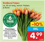 Großbund Tulpen im Angebot bei Netto Marken-Discount in Mühlhausen Großbund Tulpen Angebote bei Netto Marken-Discount Mühlhausen für 4,99 €