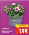 Calibrachoa Angebote bei E center Falkensee für 1,99 €