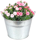 Nelke „Dianthus“ für 1,99 € bei Thomas Philipps im Angebot Nelke „Dianthus“ im aktuellen Thomas Philipps Prospekt
