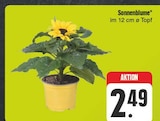 Sonnenblume im Angebot bei EDEKA in Fürth Sonnenblume Angebote bei EDEKA Fürth für 2,49 €