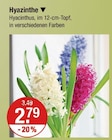 Hyazinthe von  im aktuellen V-Markt Prospekt für 2,79 €