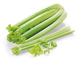 Bio Staudensellerie bei REWE im Nalbach Prospekt für 1,29 €