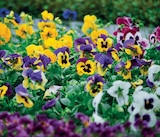 Promo Pensées ou Viola Cornuta ECLOZ à 2,99 € dans le catalogue Delbard à Vierzon