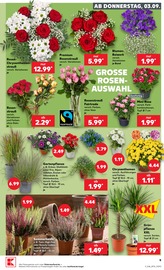 Pflanzen im Kaufland Prospekt in Erlangen Aktueller Kaufland Prospekt mit Pflanzen, "Hier bin ich richtig", Seite 18