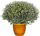 Aktuelle Blumentopf Angebote bei Hornbach in Bielefeld Aktuelles Chrysantheme „Pistache“ Angebot bei Hornbach in Bielefeld ab 7,29 €