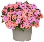 Raschelblume oder Zauberglöckchen Duo im Angebot bei REWE in Heidelberg Raschelblume oder Zauberglöckchen Duo Angebote von Qualität aus Deutschland bei REWE Heidelberg für 2,29 €