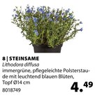 STEINSAME Angebote bei Dehner Garten-Center Bietigheim-Bissingen für 4,49 €